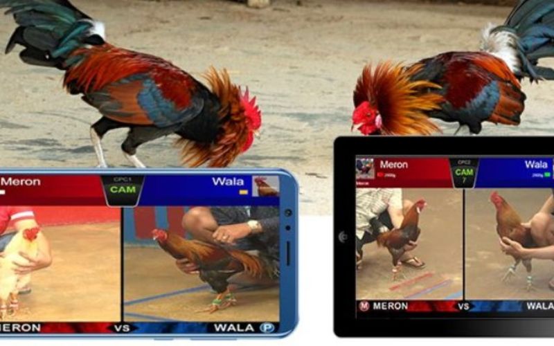 Lý do lựa chọn 123win là địa điểm xem đá gà?